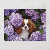 Cavalier King Charles Spaniel Red und White