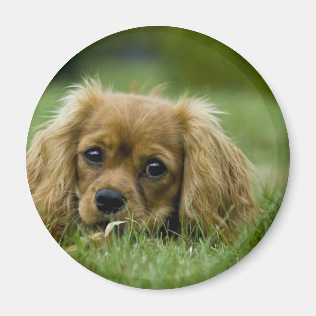 Cavalier King Charles Spaniel Ruby Magnet (Vorne)