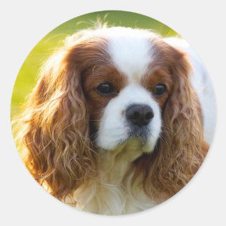 Cavalier King Charles Spaniel Runder Aufkleber