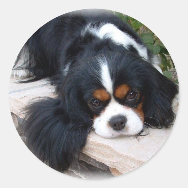 Cavalier King Charles Spaniel Runder Aufkleber (Vorderseite)