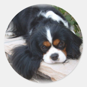 Cavalier King Charles Spaniel Runder Aufkleber