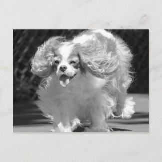 Cavalier King Charles Spaniel Running Postcard Postkarte