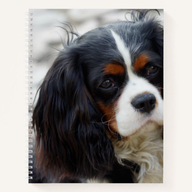 cavalier king charles spaniel second notizbuch (Vorderseite)