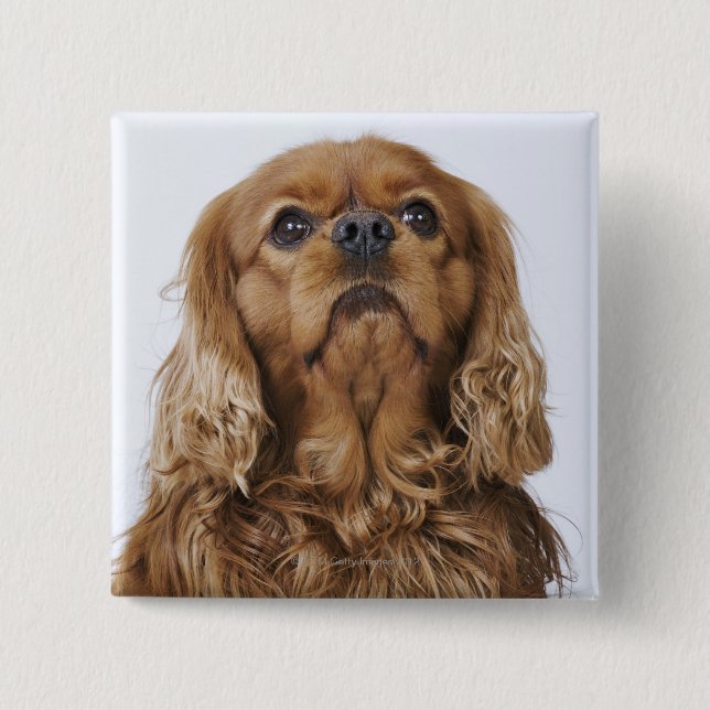 Cavalier King Charles Spaniel sieht nach oben Button (Vorderseite)