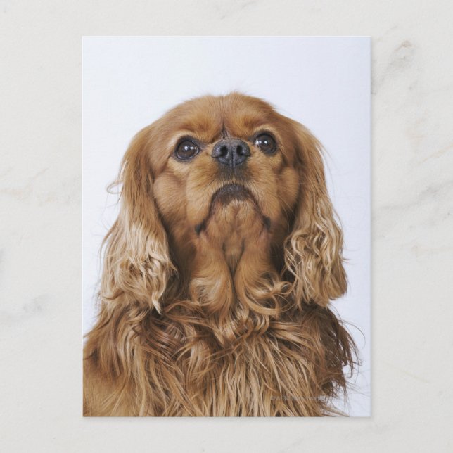 Cavalier King Charles Spaniel sieht nach oben Postkarte (Vorderseite)