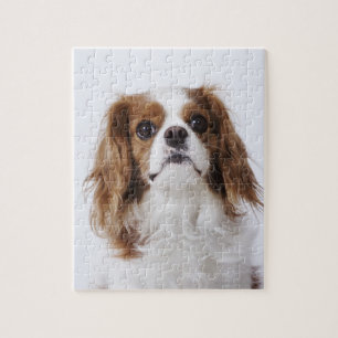 Cavalier King Charles Spaniel sitzt im Studio