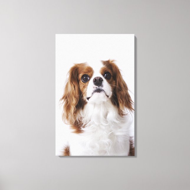 Cavalier King Charles Spaniel sitzt im Studio Leinwanddruck (Vorderseite)