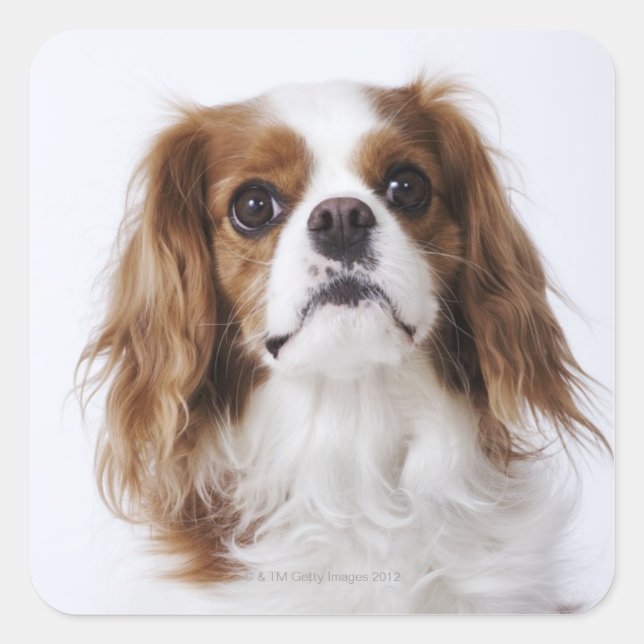 Cavalier King Charles Spaniel sitzt im Studio Quadratischer Aufkleber (Vorderseite)