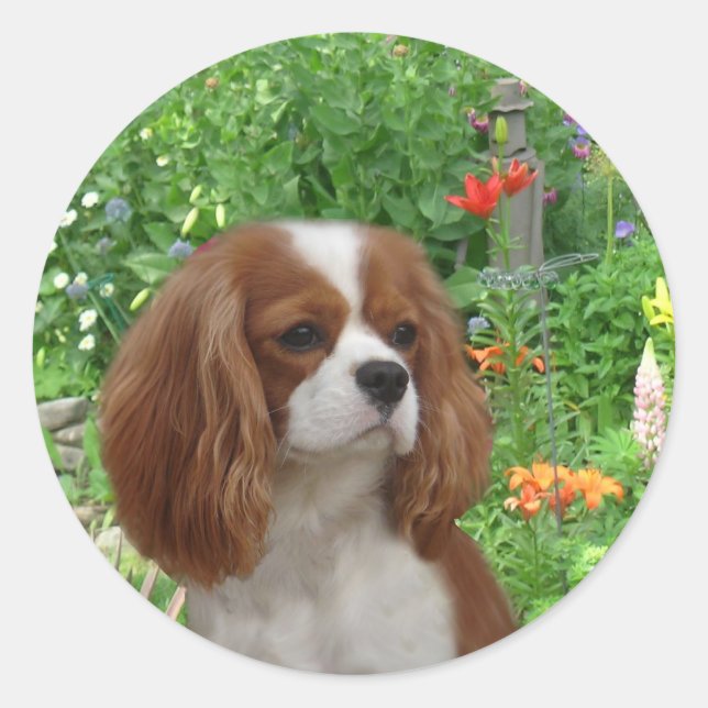 Cavalier King Charles Spaniel Sticker (Vorderseite)