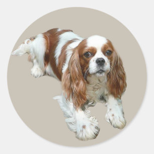 Cavalier King Charles Spaniel Sticker