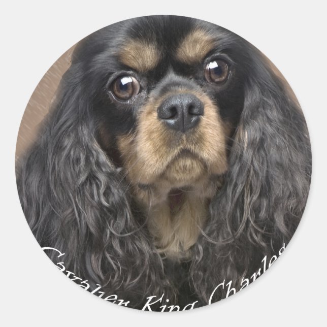 Cavalier King Charles Spaniel Stickers (Vorderseite)