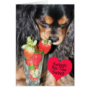 Cavalier King Charles Spaniel Strawberries Card