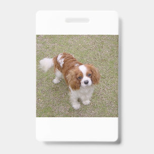 Cavalier-King-Charles-Spaniel voll Ausweis