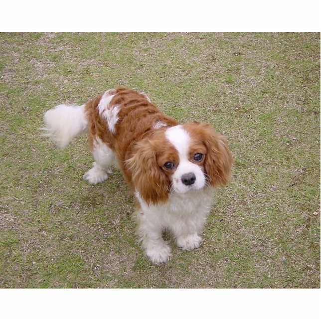 Cavalier-king-charles-spaniel vollständig freistehende fotoskulptur  (Vorne)