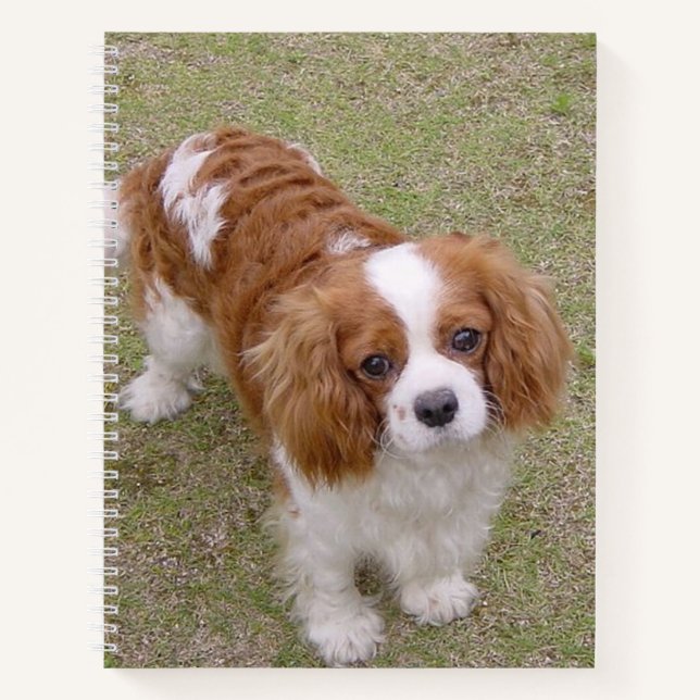 Cavalier-king-charles-spaniel vollständig notizbuch (Vorderseite)