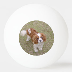 Cavalier-king-charles-spaniel vollständig tischtennisball
