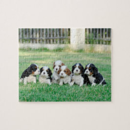 Cavalier King Charles Spaniel Welpen