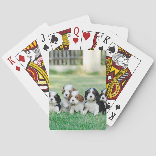 Cavalier King Charles Spaniel Welpen Spielkarten (Rückseite)