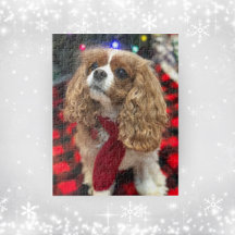 Cavalier King Charles Spaniels mit Winterskarf