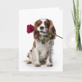 Cavalier King Charles Valentine – Zarte Liebe Karte