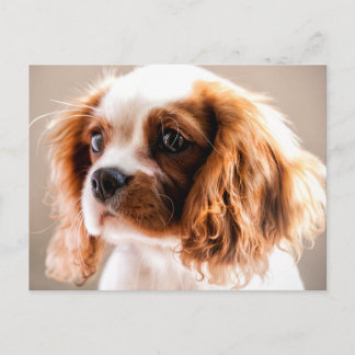 Cavalier King Postcard Postkarte