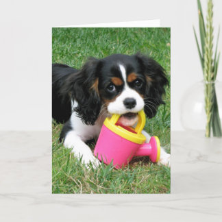 Cavalier Pup Karte