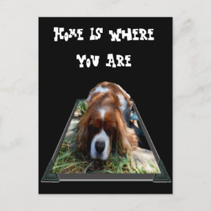 Cavalier Spaniel, Carte postale