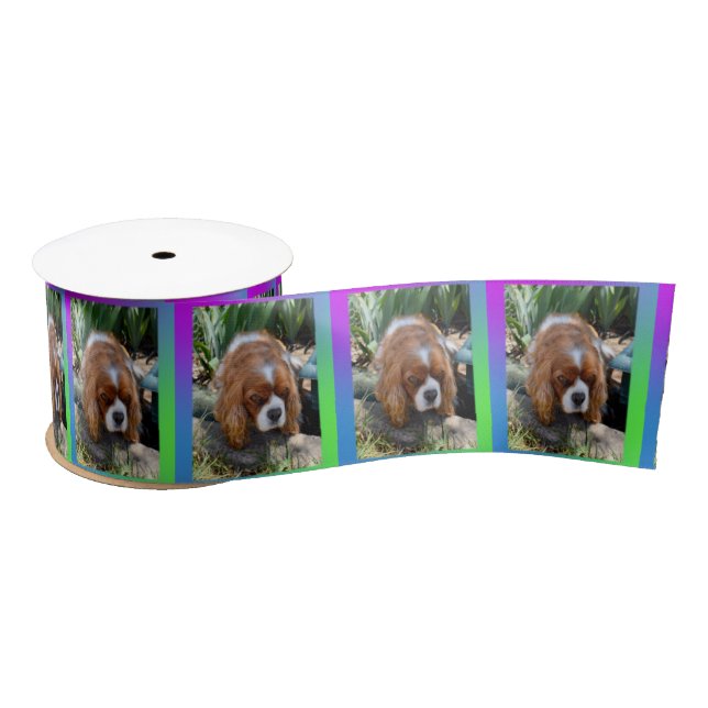 Cavalier Spaniel Sooky Face, Satinband (Spule)