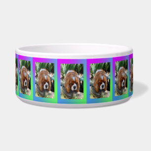 Cavalier Spaniel Sooky Gesicht, Napf