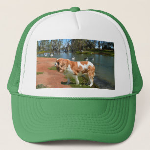 Cavalier Spaniel und Pelikane, Truckerkappe