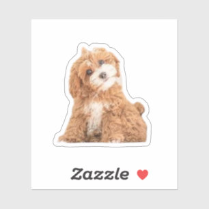 Cavapoo Cavoodle Cockerpoo Welpe Designer Hund Aufkleber