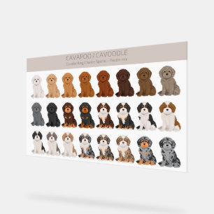 Cavapoo, Cavoodle-Hundmischung Acrylschild