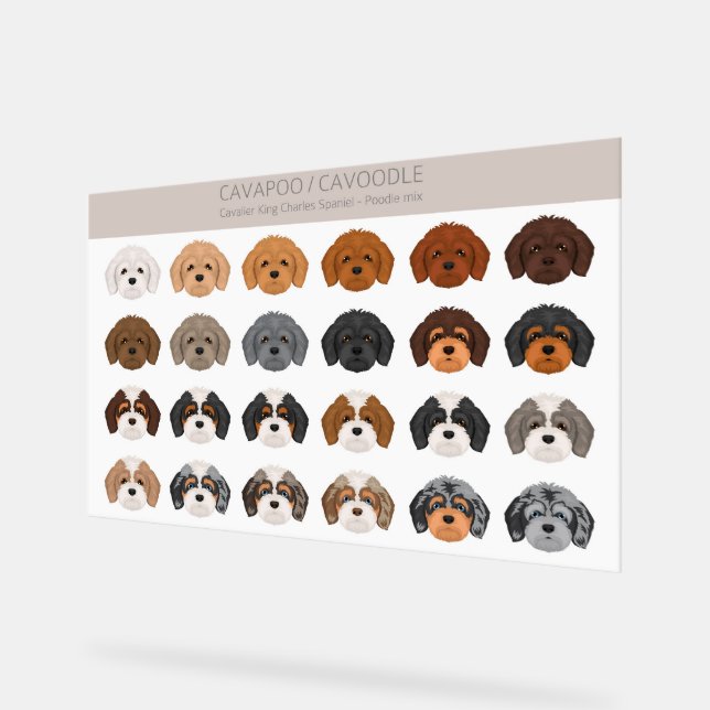 Cavapoo, Cavoodle-Hundmischung Acrylschild (Winkel)