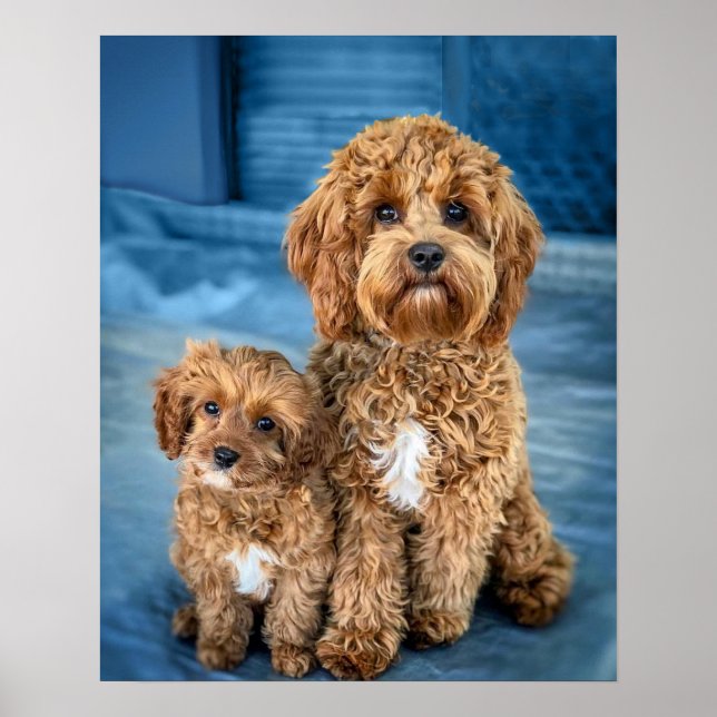 Cavapoo Dog Puppy Adorable Poster (Vorne)