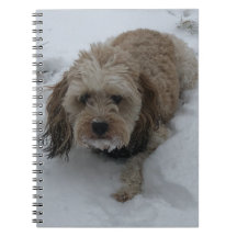 Cavapoo-Notebook