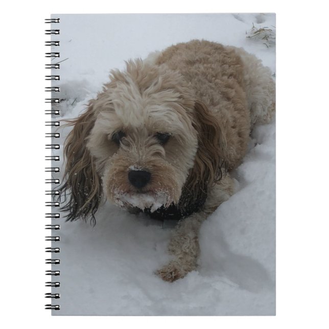 Cavapoo-Notebook Notizblock (Vorderseite)