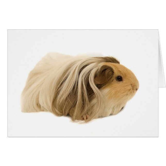 Cavy câlin mignon (Devant horizontal)