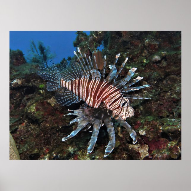 Caye Caulker Lionfish Poster (Vorne)