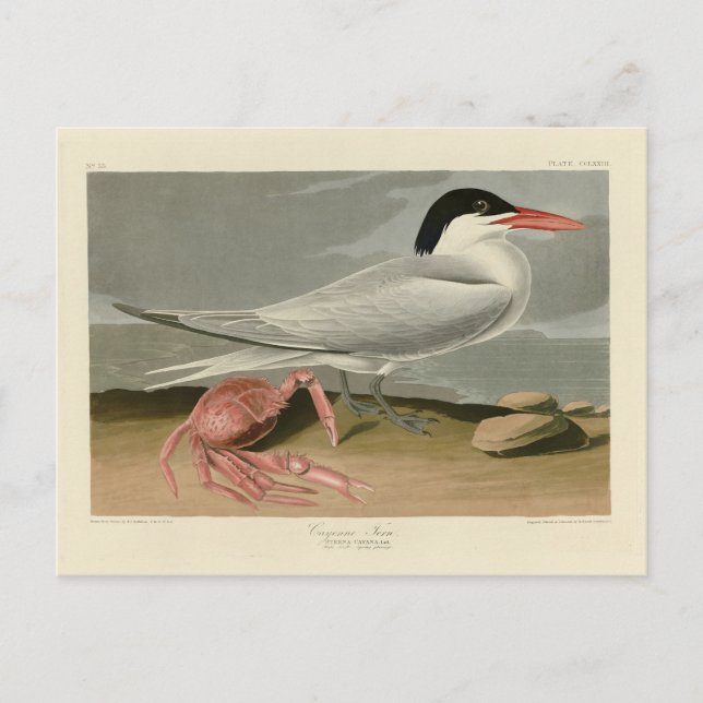 Cayenne (Royal) Tern - Audubons Vögel von Amerika Postkarte (Vorderseite)
