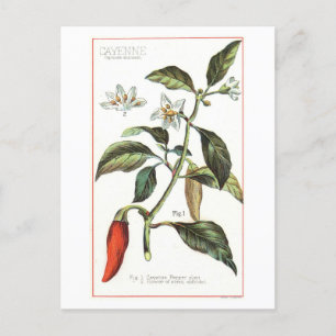 Cayennepfeffer Botanische Vintage-Illustration Postkarte