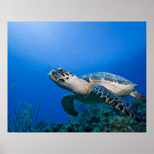 Cayman Islands, Little Cayman Island, Underwater 2 Poster
