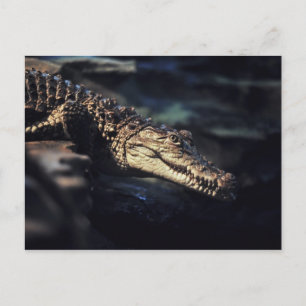 Cayman Krocodile Postkarte