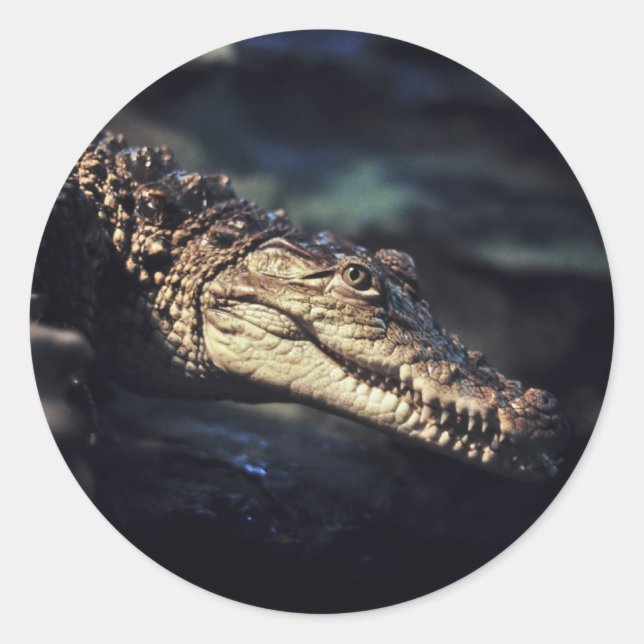 Cayman-Krokodil-Aufkleber Runder Aufkleber (Vorderseite)