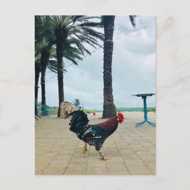 "Cayman Rooster" Postkarte von Willowcatdesigns (Vorderseite)