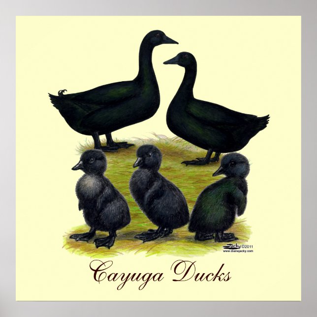 Cayuga Duck Family Poster (Vorne)