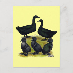 Cayuga Duck Family Postkarte