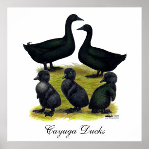 Cayuga-Enten-Familie Poster