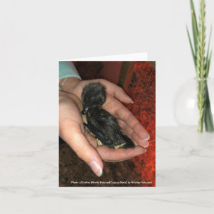 Cayuga Hatchling Karte