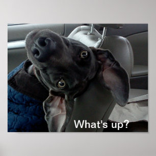 "Ce qui est ?" Affiche de Weimaraner