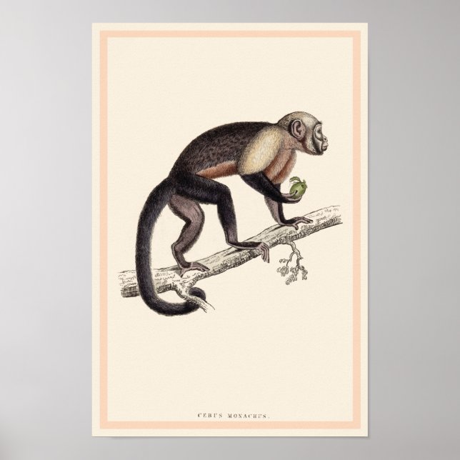 CEBUS MONACHUS-MONKEY-DRUCK POSTER (Vorne)
